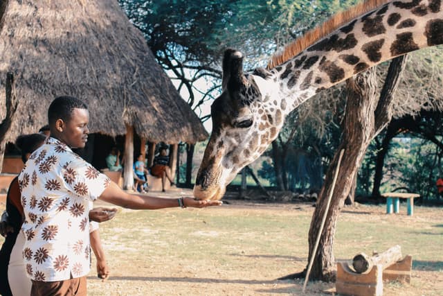 Safari în Africa: cum să planifici o experiență de neuitat