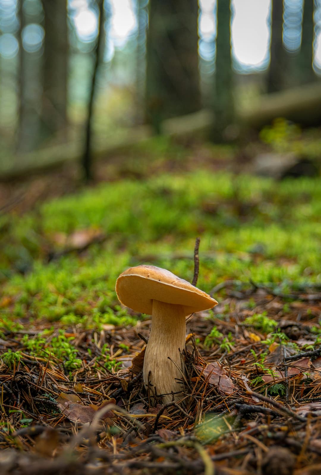 Verdeață și ciuperci: ghidul gurmandului în pădure