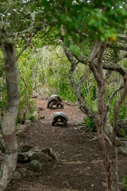 La Galapagos: când broaștele țestoase îți salvează vacanța