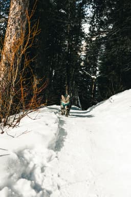 Traseu ușor cu pisici sălbatice în Țara Hațegului