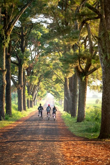 Călătorie cu bicicleta prin Delta Dunării