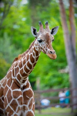 Pe urmele ursului brun: safari fotografic în Carpați