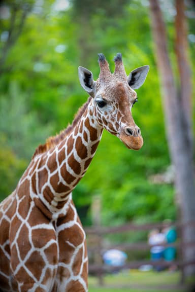 Pe urmele ursului brun: safari fotografic în Carpați