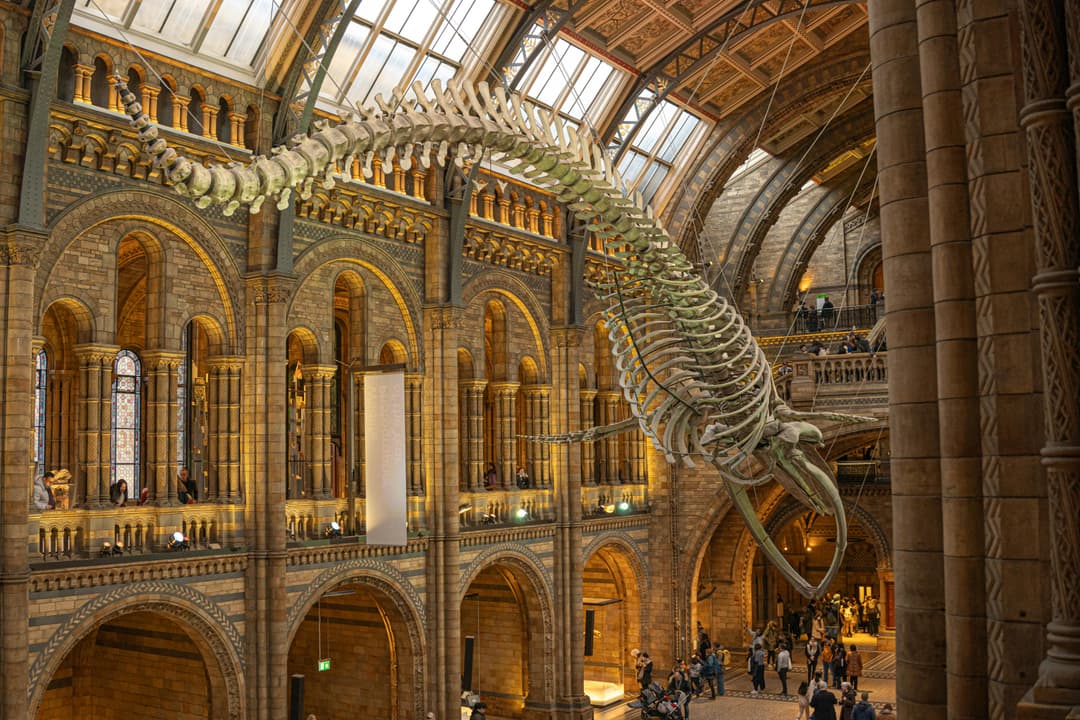 La pas printre dinozauri: trasee pe urmele fosilelor