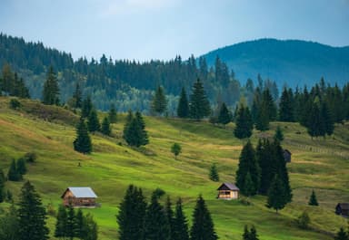 Verde ca la noi: cele mai pitorești păduri românești