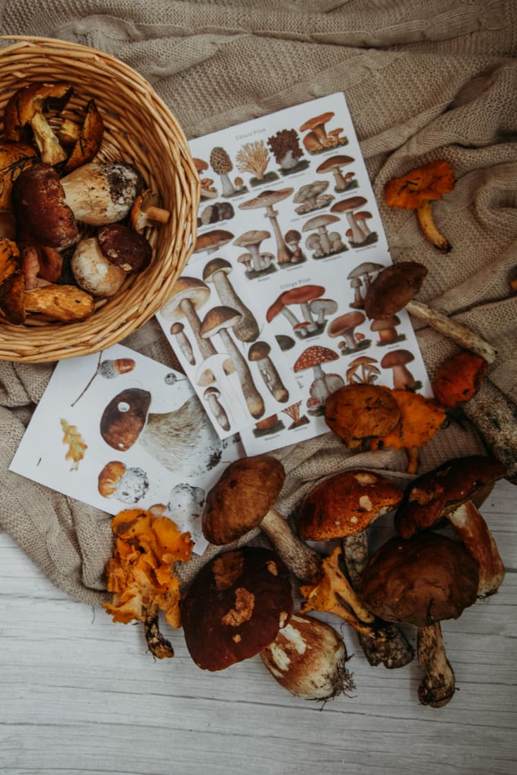 Tur ghidat de ciuperci comestibile în toamnă