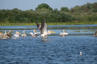 Cum am navigat fără GPS prin Delta Dunării
