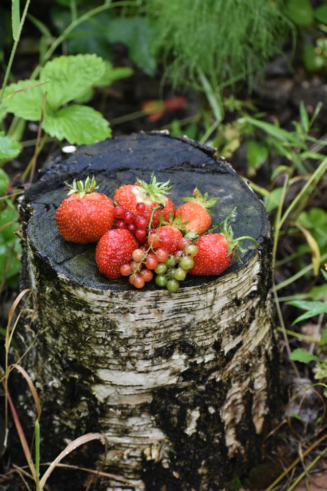 Zi botanistă: culegerea fructelor sălbatice