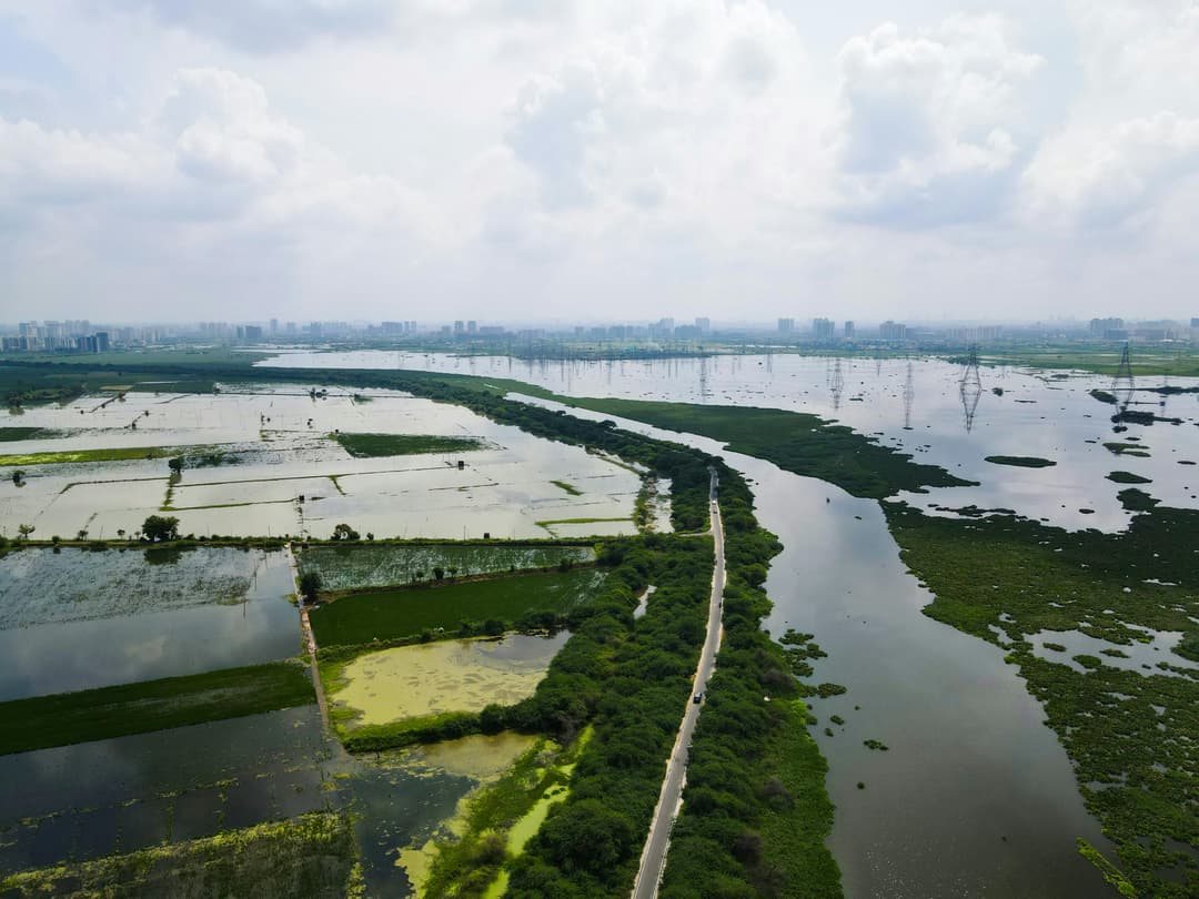 Descoperă Delta Văcărești – o insulă urbană